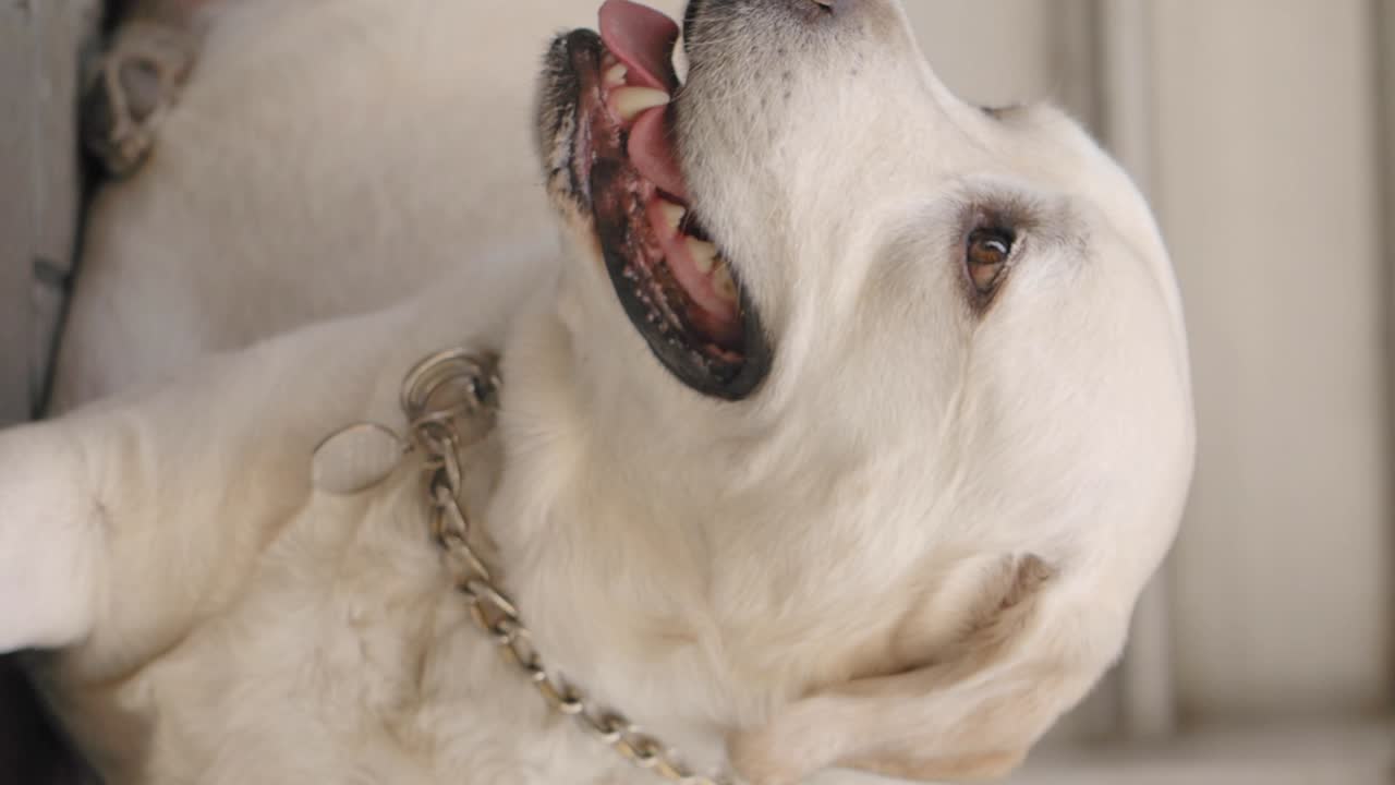 Close-up of a Labrador Retriever