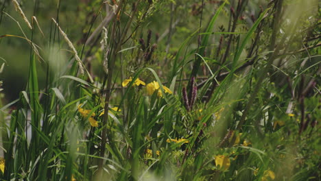 hierba verde y flores silvestres en la orilla del río durante el día soleado