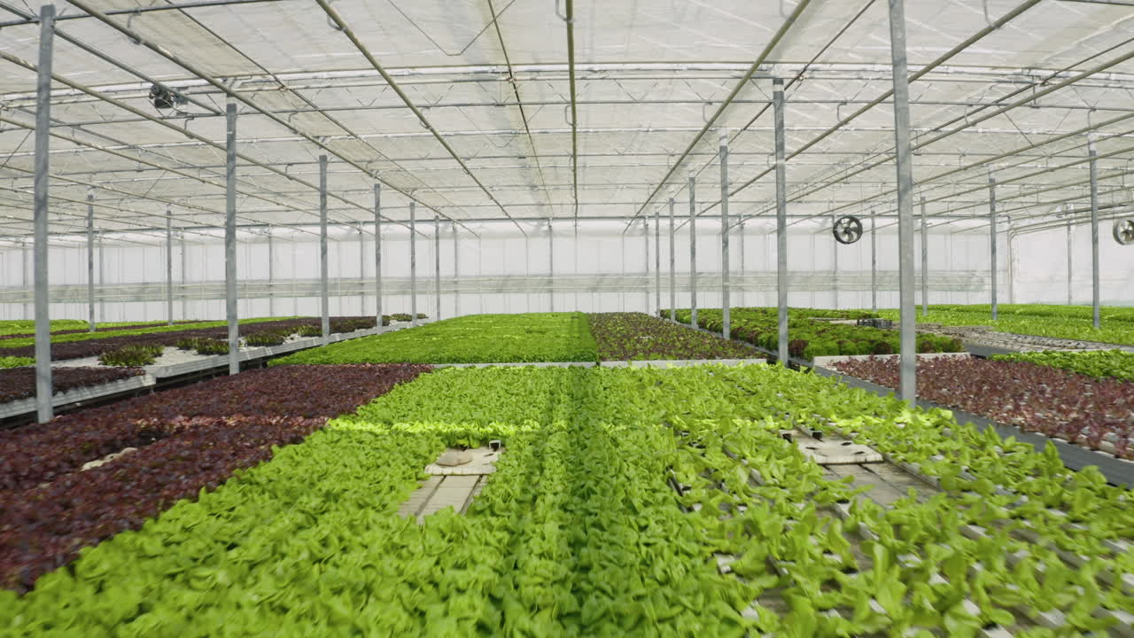 Indoor Hydroponic Lettuce Cultivation in a Greenhouse