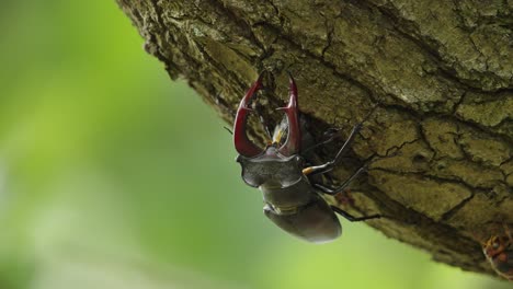 Ein-Paar-Hirschkäfer,-Die-Sich-Paaren-Und-Am-Baumstamm-Hängen,-Und-Hornissen,-Die-Auf-Der-Eichenrinde-Kriechen---Makro