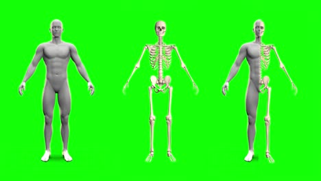 4 videos in 1, female and male skeletons and body models rotating on green screen with example of combining these videos - anatomy concept, 4k 60fps uhd 3d seamless looping animations