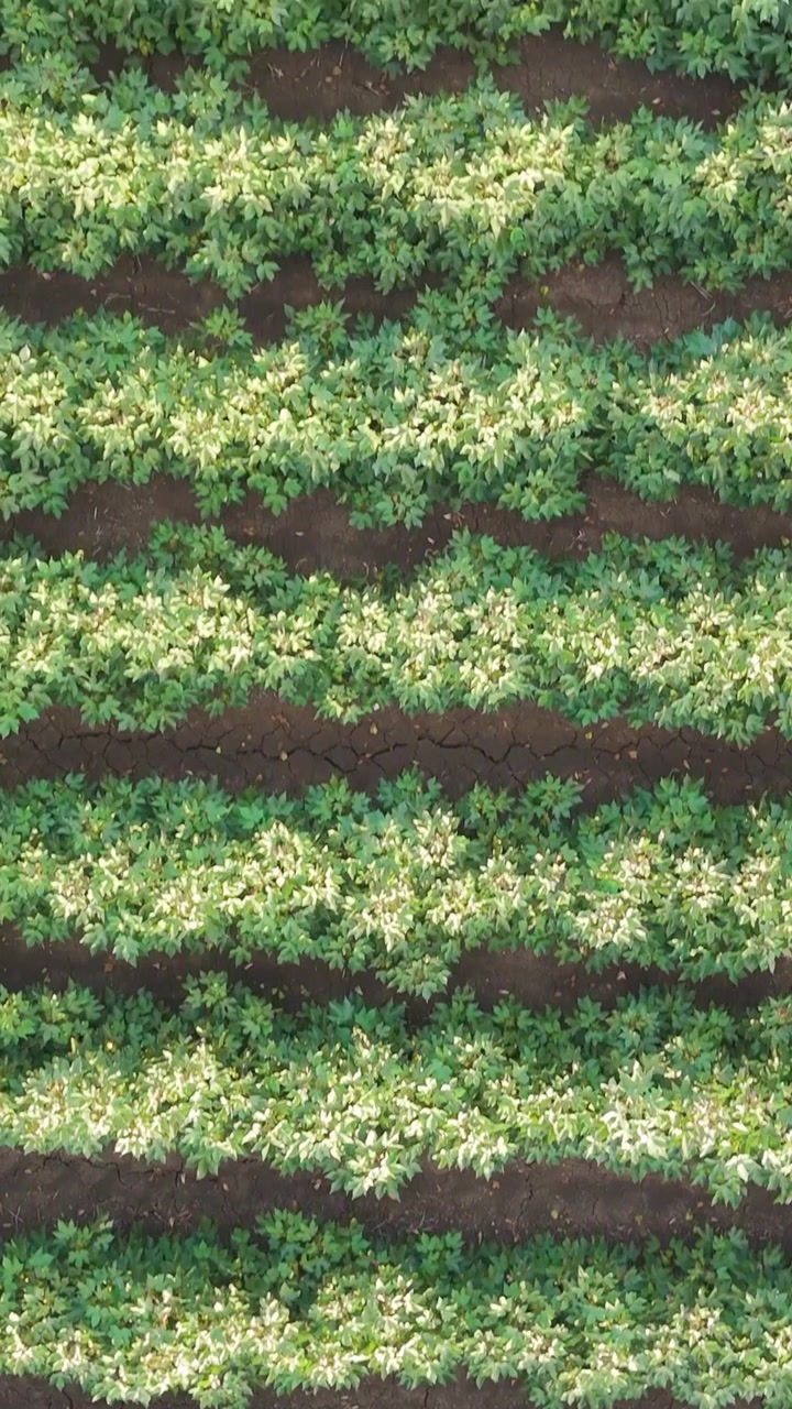 Sorvolo con drone di diversi campi agricoli