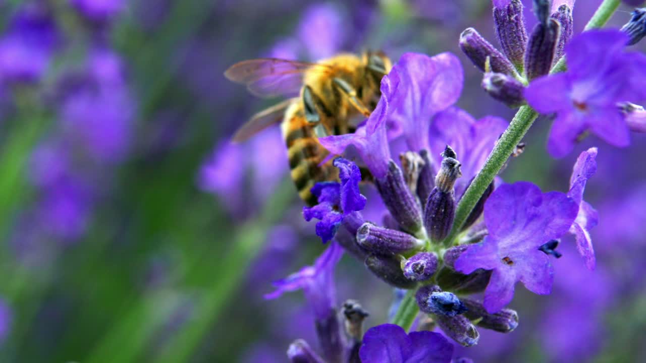 abeja carpintera ocupada recogiendo polen de flores violetas