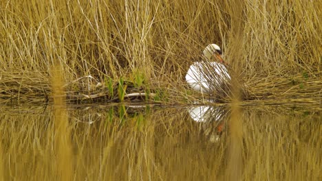 White-mute-swan-sits-in-the-reed-nest-near-the-calm-lake-on-a-sunny-day,-dry-beige-reed-steams,-medium-shot-from-a-distance