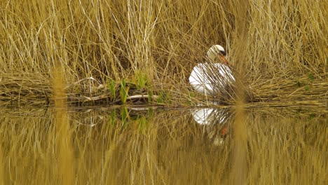 el cisne mudo blanco se sienta en el nido de caña cerca del lago tranquilo en un día soleado, vapores de caña beige secos, tiro medio desde la distancia