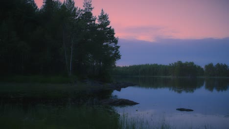 green pine forest on the edge of a lake in sweden on a summer evening