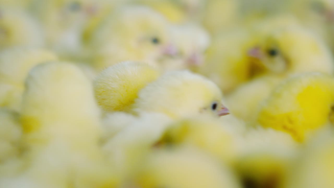 Close-up of newborn chicks clustering together in a sterile hatchery zone