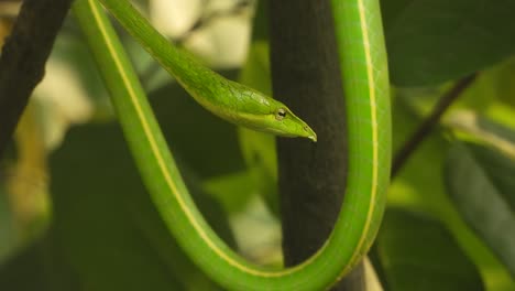 long-nosed whip snake - eyes - green