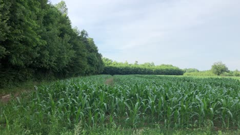 view of corn field during day