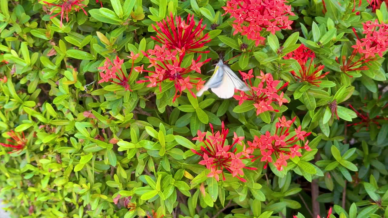 나비는 활기찬 은 꽃들 사이에서 날아다닙니다.