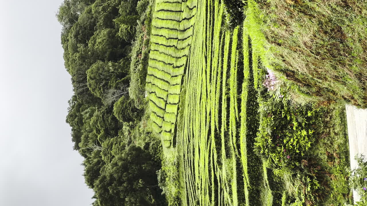 plano vertical de la plantación de té en la isla de las azores