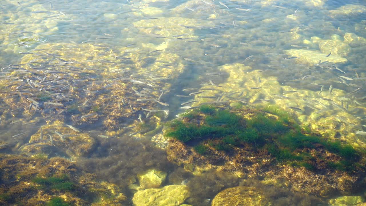 School of fishes in the sea. Fishes under water