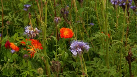 various flowers on field