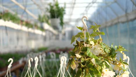 360-degree-product-video-with-flowers-in-a-blurry-background