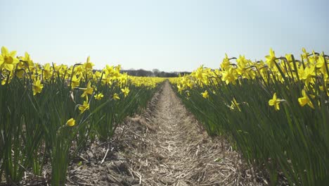 Field-of-daffodils-,-spring-farm-crop,-view-from-tractor-tyre-track