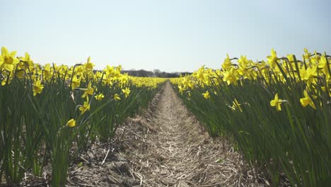 campo de narcisos , cultivo agrícola de primavera, vista desde la pista del neumático del tractor