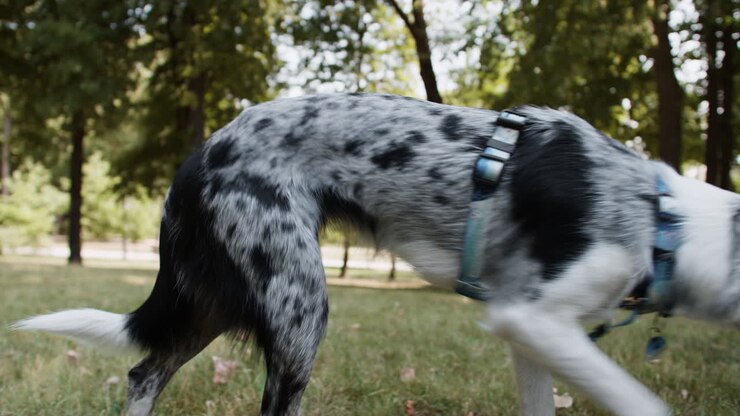 Persone con cani al parco