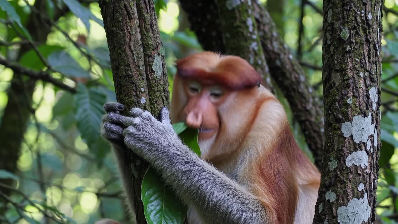 Video ravvicinato di una nasica in una foresta lussureggiante, che ne cattura i tratti unici