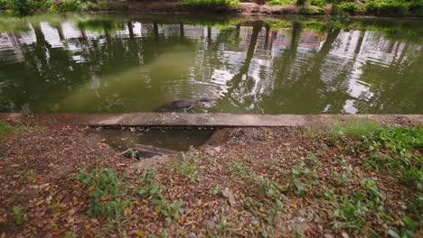 crocodile by the canal