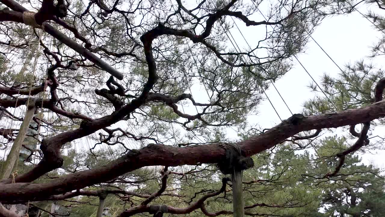 Traditional yukitsuri rope supports protecting pine tree branches from heavy snow at Kenrokuen Garden, Kanazawa, Japan