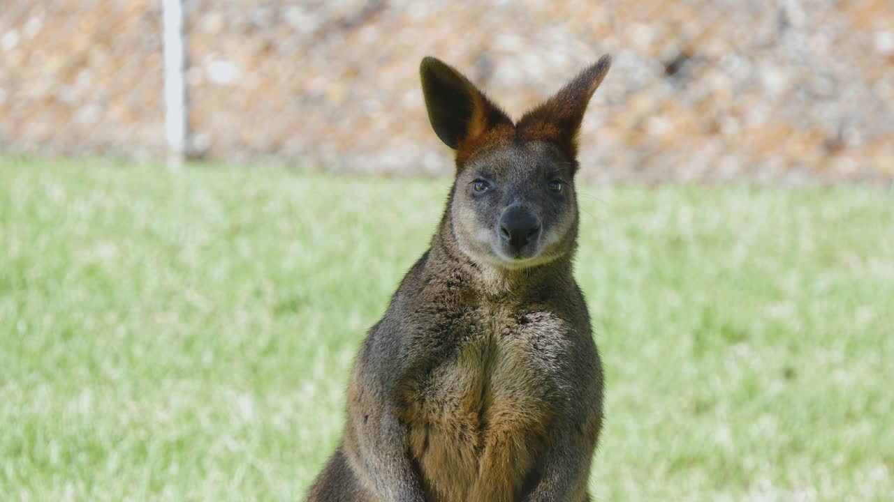 Wallaby sniffing in an enclosure