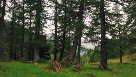 forest clearing surrounded by tall, slender pine trees on a cloudy day. mossy grass covers the forest floor, scattered tree stumps and rocks. dolly left