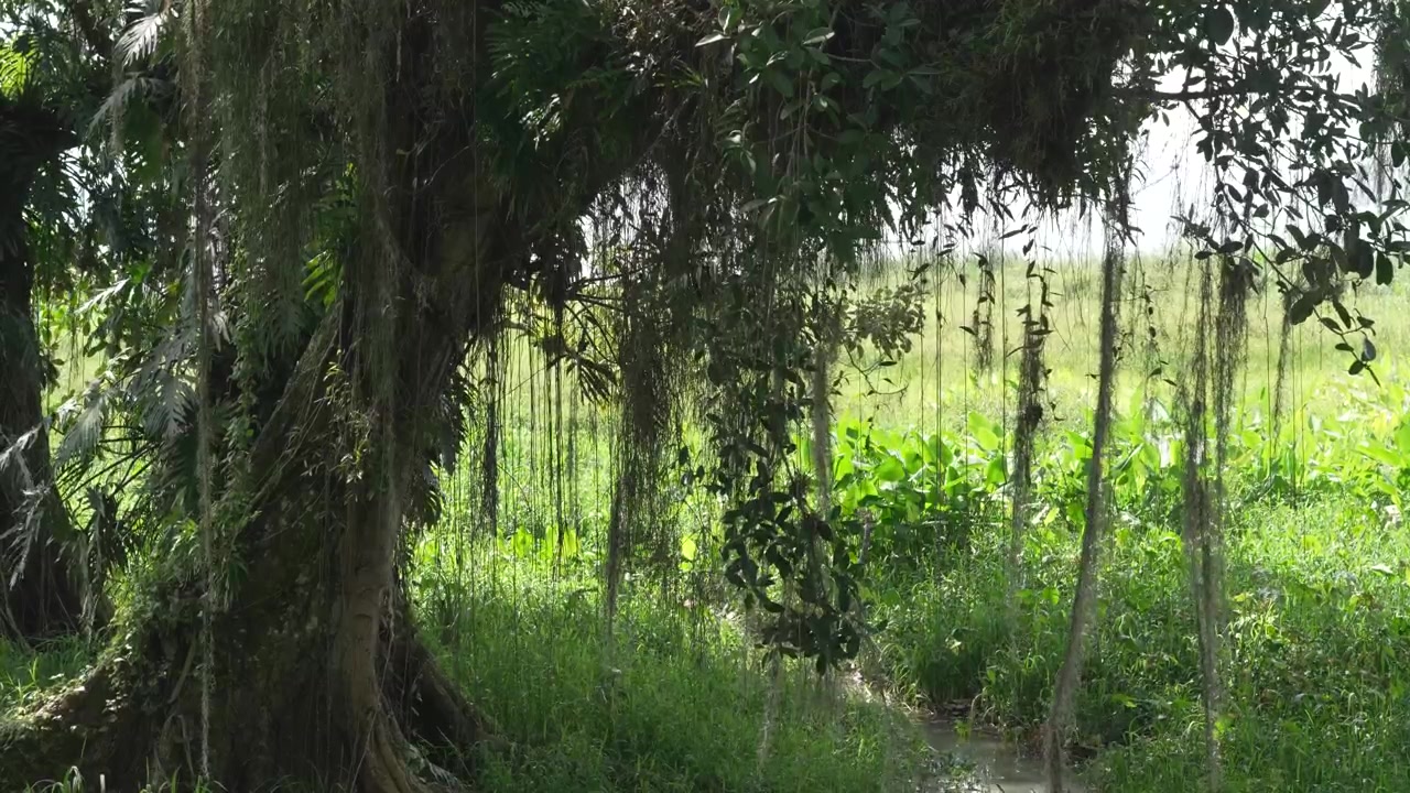 Mosdækket træ i tropisk regnskovslandskab ved Yojoa-søen i Honduras.