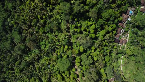 vista de arriba hacia abajo de las cabañas y casas de los sidemen en medio de un entorno de bosque exuberante en indonesia