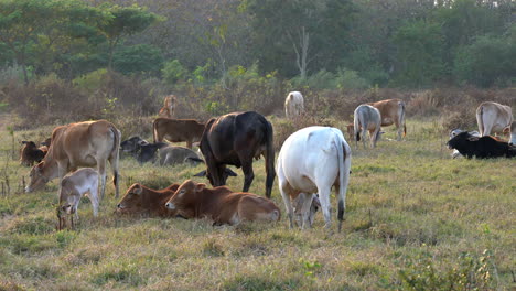 una vista panorámica de un pequeño rebaño de vacas pastando en el pasto durante la hora dorada del sol poniente