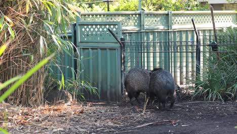 two wild boars exploring their zoo enclosure