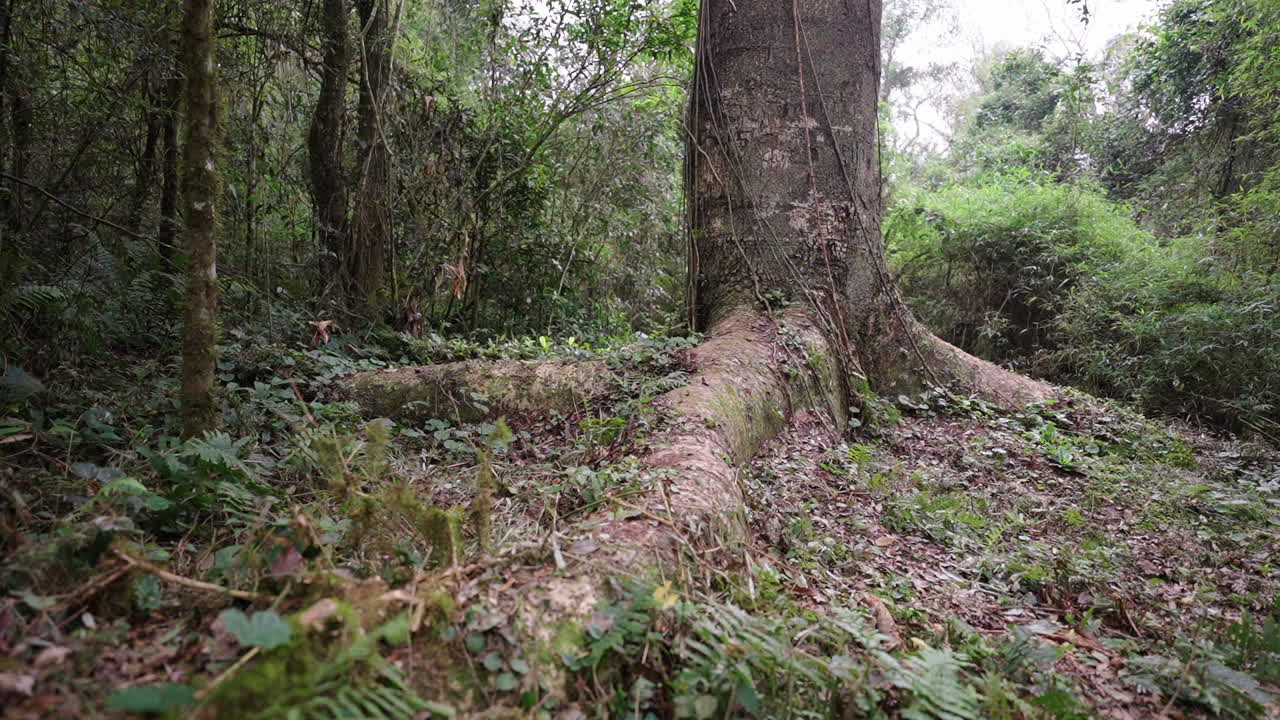 Vista dalla base di un enorme albero di timbo, circondato da una foresta lussureggiante e vibrante. Perfetto per progetti a tema natura, che mostra la bellezza degli spazi aperti e dei paesaggi naturali