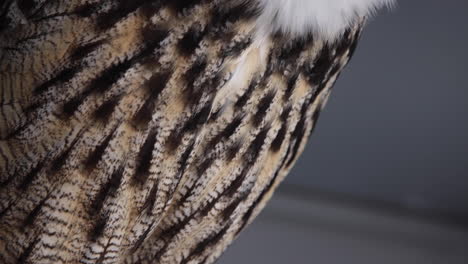 tilt up view of a eurasian eagle owl on a branch