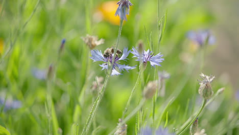 Medium-center-frame-shot-of-a-bee-collecting-nectar-in-a-violet-flower,-handheld-camera-shot-with-200fps-slow-motion