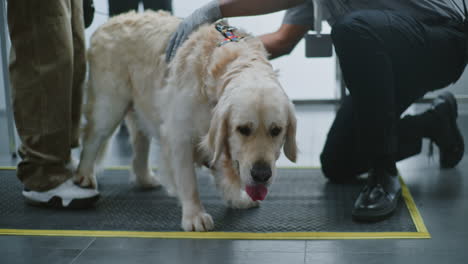 airport security check with assistance dog