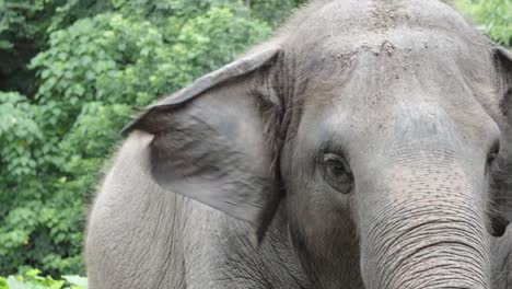 泰國動物園亞洲大象的耳朵和臉部近距離拍攝