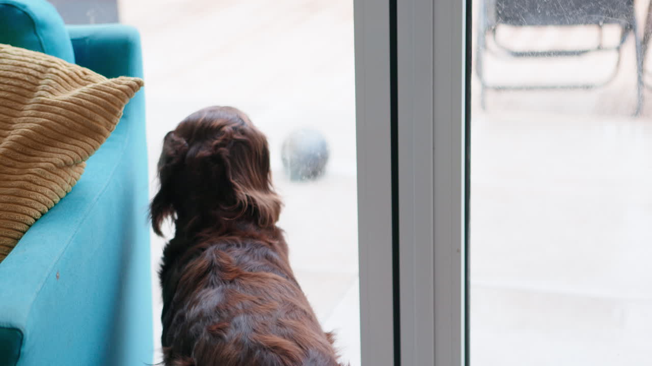 Dog looking out the window