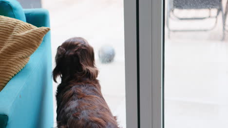 dog looking out the window