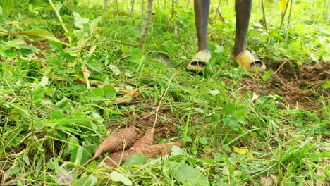 black male farmer in africa harvesting cassava