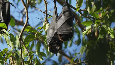 Posados-Zorros-Voladores-Durmiendo-Boca-Abajo-En-Un-árbol