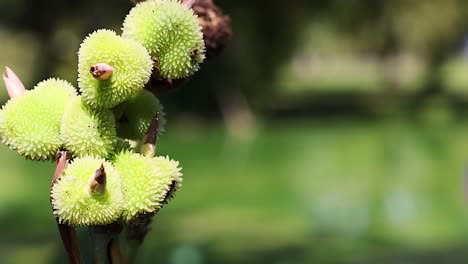 close-up of canna plant seeds