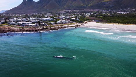 Ballenas-Cerca-De-La-Costa-En-Onrus-En-La-Costa-De-Ballenas-Del-Cabo,-Sudáfrica,-Vista-De-Drones