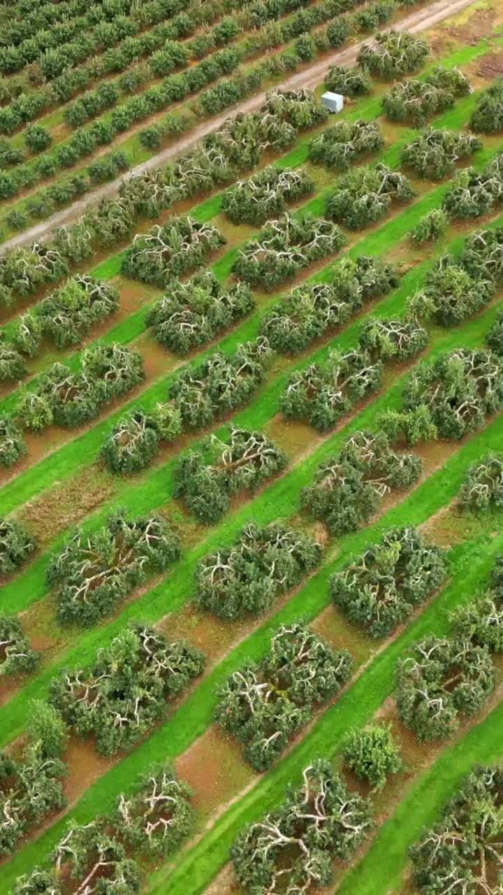 Side-on social ratio 60FPS aerial of a cider field in County Antrim in Northern Ireland. Produced in 1080x1920 with broadcast ready Rec709 color