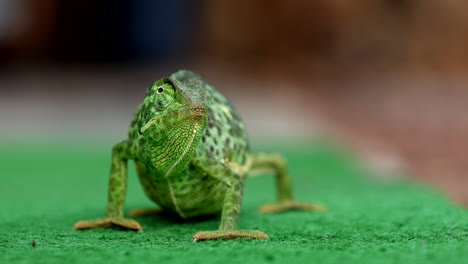 green chameleon camouflaged on green mat with eyes scanning surroundings, close