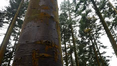 dense woodland forestry wilderness logging deforestation looking upwards