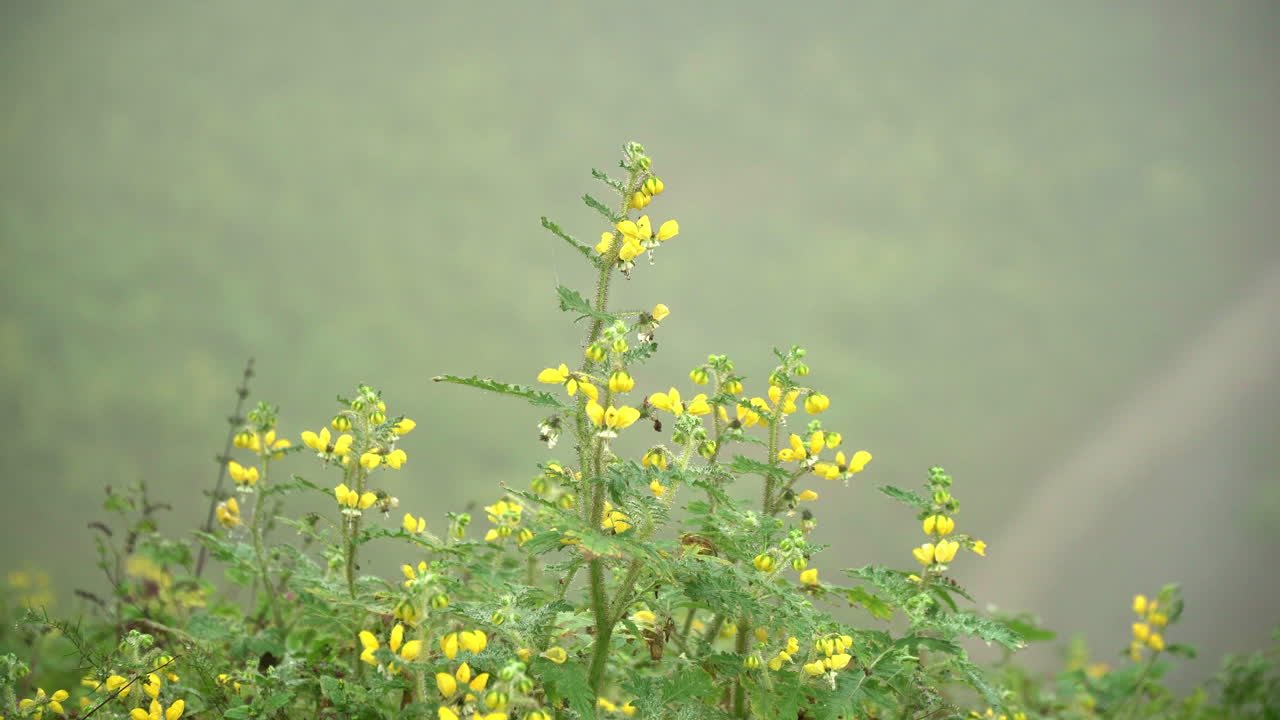 lomas de manzano, pachacamac, lima, peru의 비포장 도로 옆에 있는 노란색 데이지의 클로즈업 샷