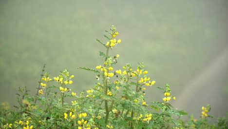 Closeup-shot-of-yellow-daisies-by-the-dirt-road-in-Lomas-de-Manzano,-Pachacamac,-Lima,-Peru