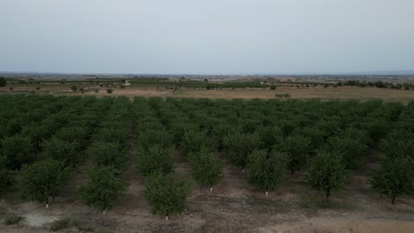 Orchard-of-Almond-trees-in-Tàrrega,-Lleida,-Catalonia,-Spain