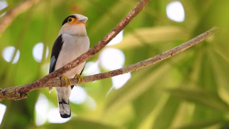 The-Silver-breasted-Broadbill-is-a-famous-bird-in-Thailand,-both-local-and-international