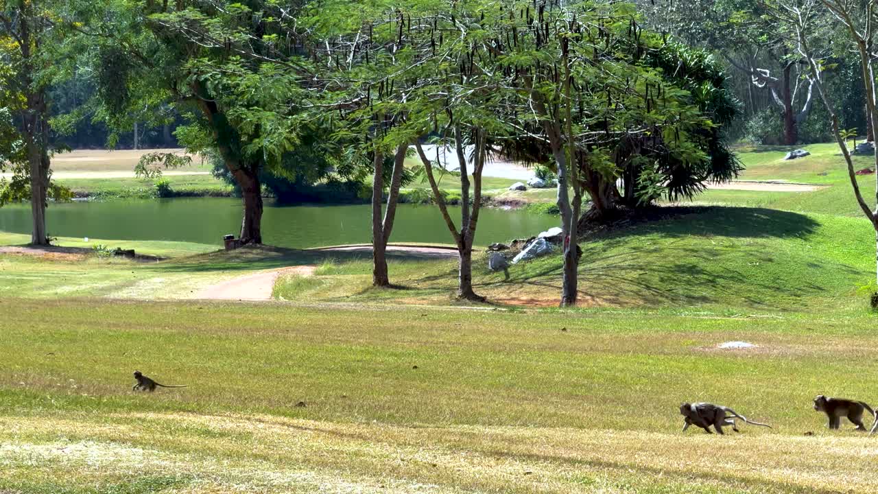 잔디을 가로질러 는 원이들