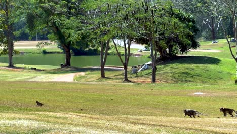 monkeys walking across a grassy field